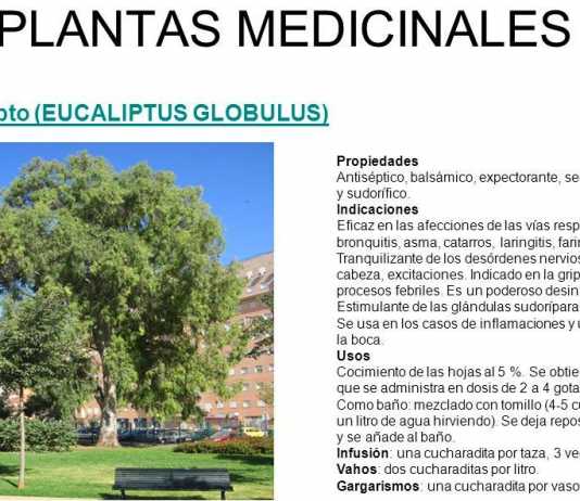 eucaliptus