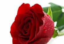 rosas-salud