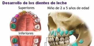 dienleche