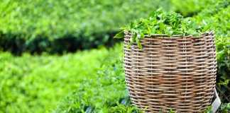 ceylan-tea