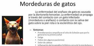 mordedura-de-gato