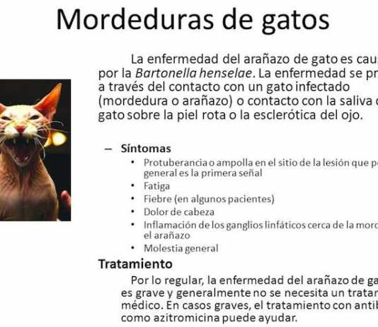 mordedura-de-gato