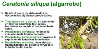 algarroba