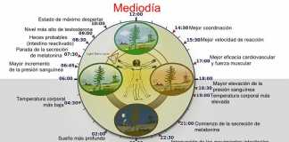 Reloj-biologico