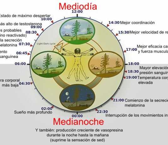 La dieta altera el reloj biológico Reloj-biologico