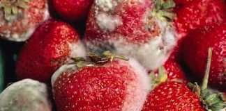 moho-fruta