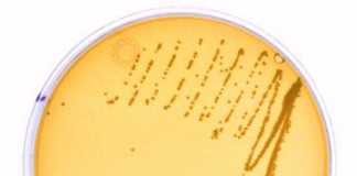 Candida