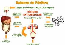 fosoforo-metabolismo
