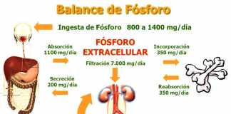 fosoforo-metabolismo