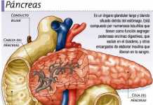 pancreas