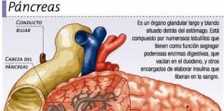 pancreas