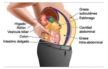 Riesgos para la salud de personas delgadas pero con obesidad abdominal barriga