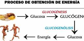 glucogeno3