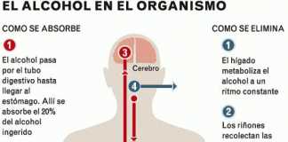 alcohol-organismo