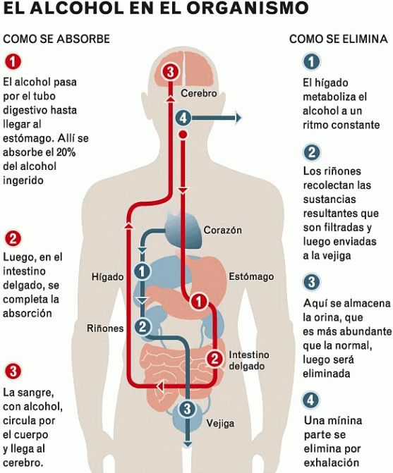 alcohol-organismo