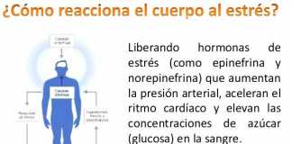 reaccion-estres