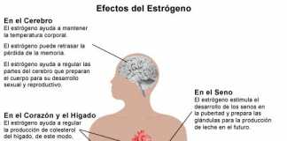 estrogeno