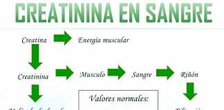 creatinina-en-sangre