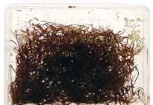 Veramancha azafran 2gr veramancha_azafran_2gr