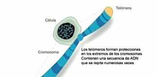 telomero