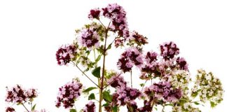 Puressentiel Bálsamo Relajante Bebé 5 Aceites Esenciales 30ml puressentiel_balsamo_relajante_bebe