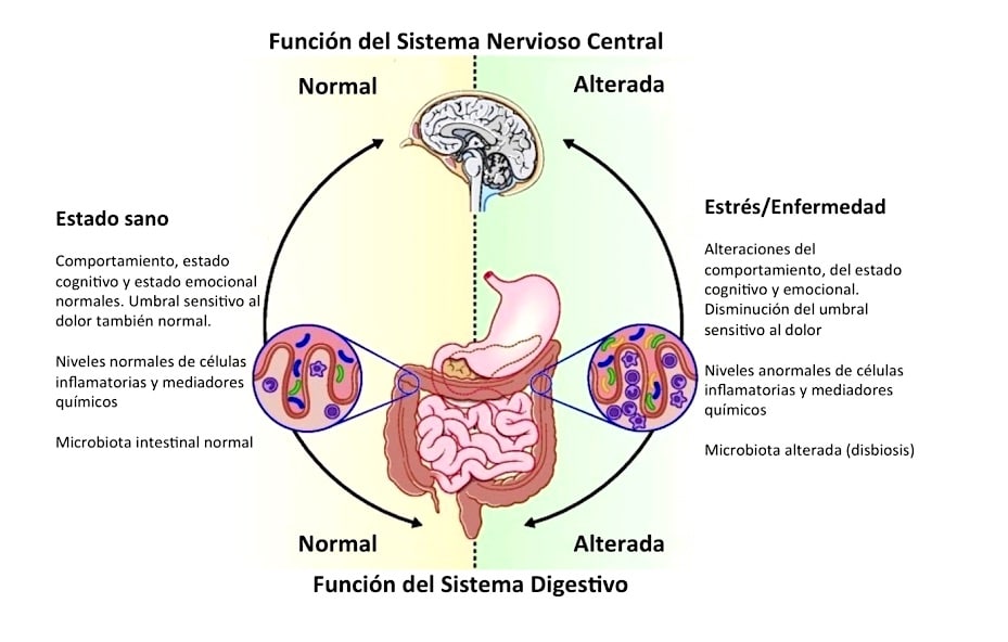 Las emociones influyen en nuestro sistema digestivo Las emociones influyen en nuestro sistema digestivo