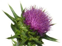 Benficios-terapéuticos-del-cardo-mariano
