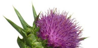 Benficios-terapéuticos-del-cardo-mariano