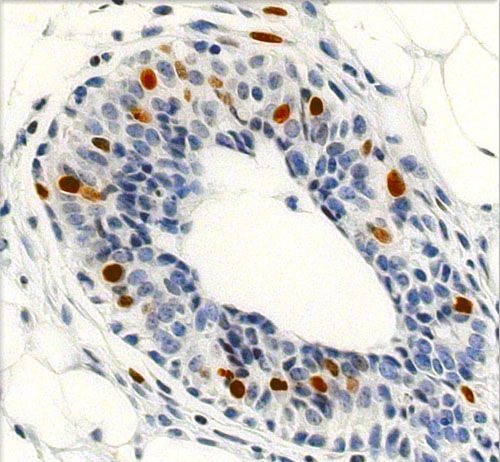 Cdc42-topic-image