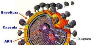El-sida-una-enfermedad-provocada-por-un-virus-indestructible