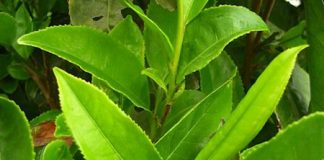 El-té-verde-podría-ayudar-a-combatir-el-cáncer-de-próstata