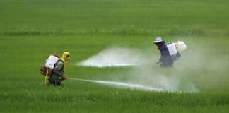 Pesticidas-pueden-tener-efecto-sobre-el-embarazo-y-el-feto