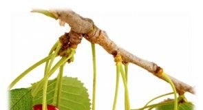 cereza-gota