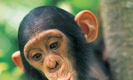 chimpance-genoma