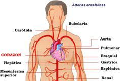 circulacion