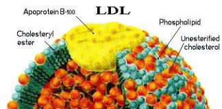 colesterol-LDL