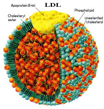 Bajos niveles de colesterol LDL relacionados con mayor riesgo de cáncer colesterol-LDL