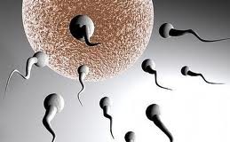 fertilidad1