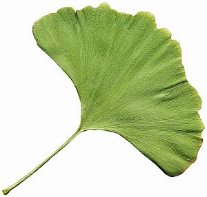 Plantas medicinales que ayudan en casos de vértigos y mareos gingko_biloba