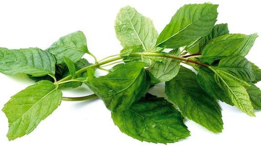 menta-cocinar