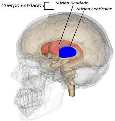 nucleo-estriado