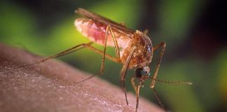 prevenir-Malaria