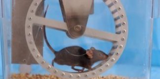 rueda-ratones