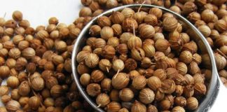 semillas_cilantro