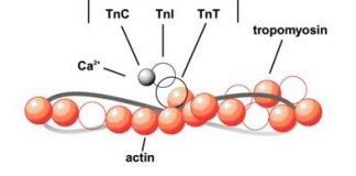 troponina